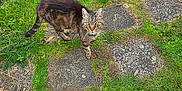 Némo a rejoint le concours — aidez-le/la à gagner de superbes lots ! animal, cat, closeup, curious, daylight, ears, eyes, feline, grass, greenery, mammal, nature, outdoor, pet, small_animal, stone_path, tabby_cat, tail, walking, wildlife