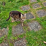 animal, cat, closeup, curious, daylight, ears, eyes, feline, grass, greenery, mammal, nature, outdoor, pet, small_animal, stone_path, tabby_cat, tail, walking, wildlife