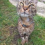 animal, cat, close_up, collar, curious, daylight, ears, eyes, feline, fur, grass, ground, mammal, nature, outdoor, pet, portrait, stone_wall, tabby, whiskers