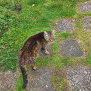 Némo participe au concours pour gagner de l'argent avec cette photo : animal, cat, closeup, curious, daylight, feline, fur, grass, greenery, ground, mammal, nature, outdoor, pet, plant, stone_path, tabby_cat, tail, walking, whiskers