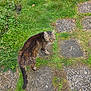 animal, cat, closeup, curious, daylight, feline, fur, grass, greenery, ground, mammal, nature, outdoor, pet, plant, stone_path, tabby_cat, tail, walking, whiskers