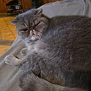 Pacha participe au concours pour gagner de l'argent avec cette photo : animal, blanket, cat, cozy, cute, ears, expression, face, fluffy, fur, furniture, gray_cat, home, indoor, pet, portrait, relaxed, resting, tail, whiskers