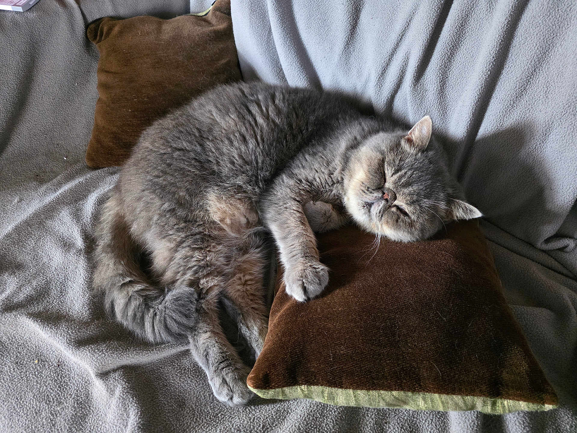 Pacha participe au concours pour gagner de l'argent avec cette photo : cat, gray_cat, sleeping, pillow, cozy, furry, pet, animal, indoor, relaxing, cute, resting, soft, fur, domestic_cat, whiskers, claws, tail, comfort, nap