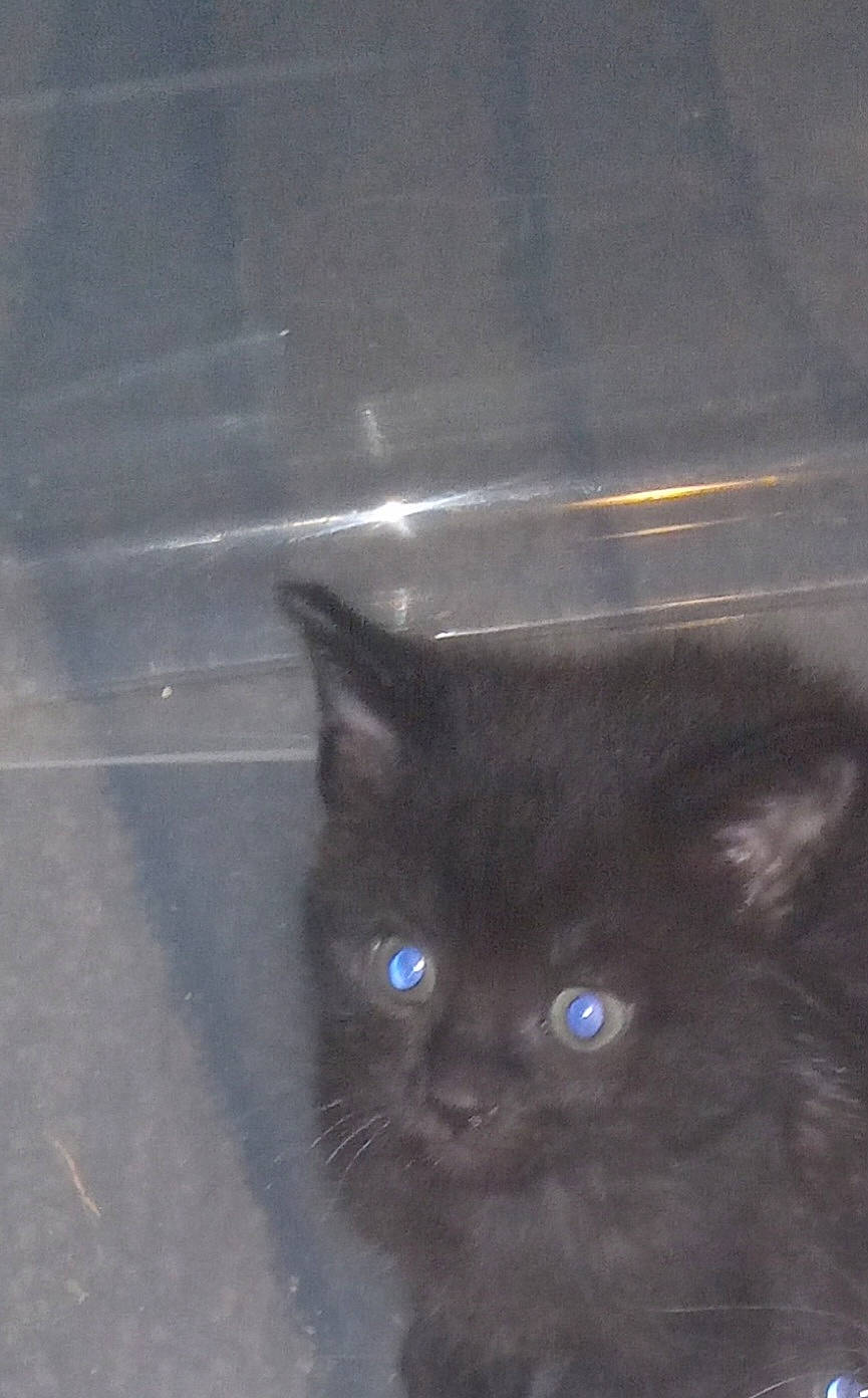 Nala joined the competition — help win amazing prizes! black_cat, carnivore, cat, domestic_short_haired_cat, electric_blue, eye, felidae, flooring, fur, gas, glass, iris, paw, shadow, small_to_medium_sized_cats, snout, tail, terrestrial_animal, whiskers, window