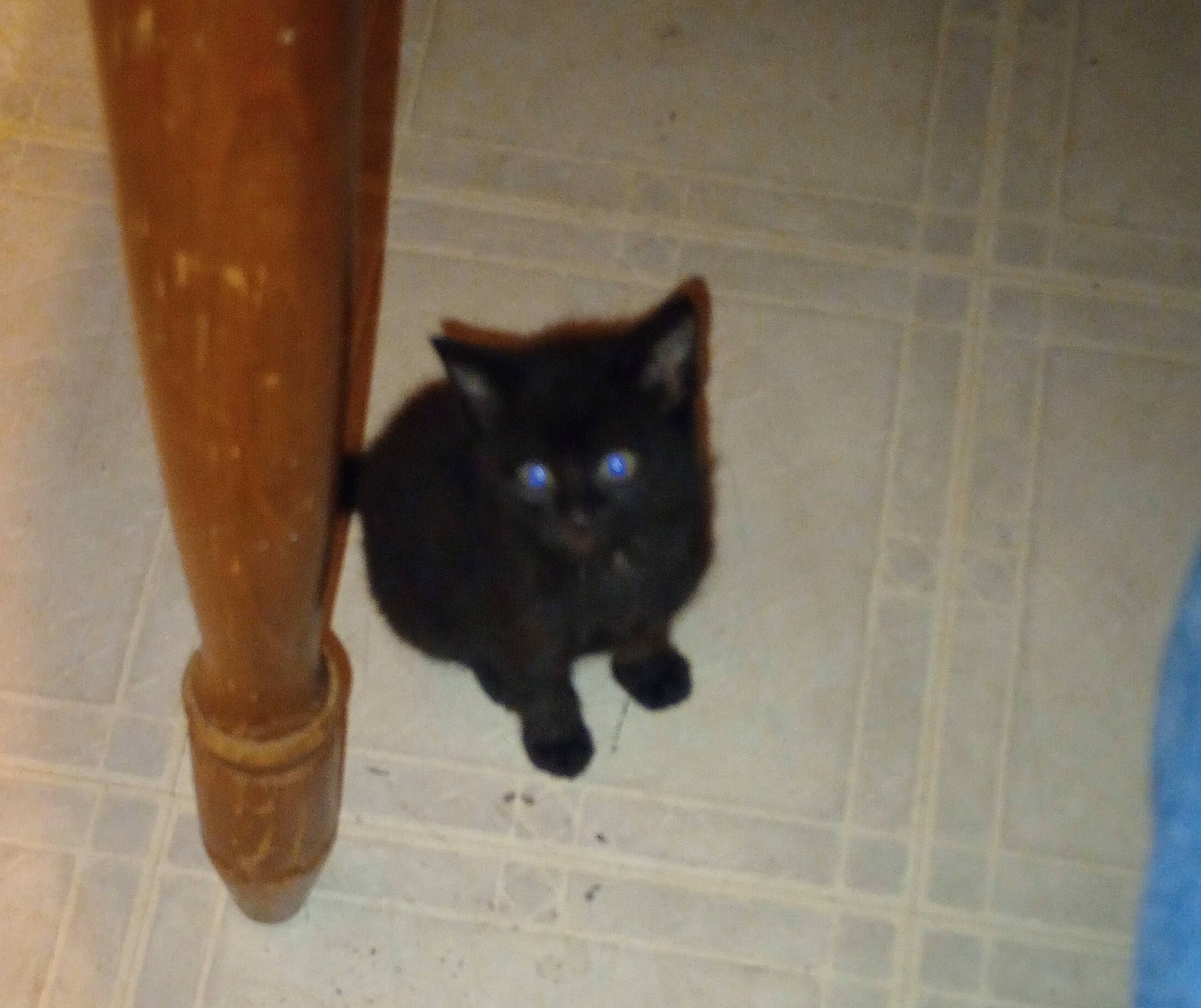 Nala joined the competition — help win amazing prizes! black_cat, bombay, brown, carnivore, cat, dog_breed, domestic_short_haired_cat, fawn, felidae, floor, flooring, fur, hardwood, human_leg, small_to_medium_sized_cats, snout, tail, whiskers, wood, wood_stain