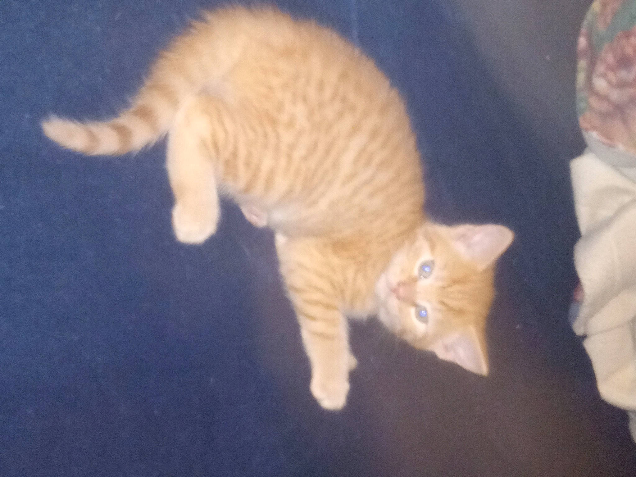 Simba joined the competition — help win amazing prizes! carnivore, cat, claw, comfort, darkness, domestic_short_haired_cat, eye, fawn, felidae, flooring, fur, gesture, night, paw, small_to_medium_sized_cats, snout, tail, whiskers, wood, wool