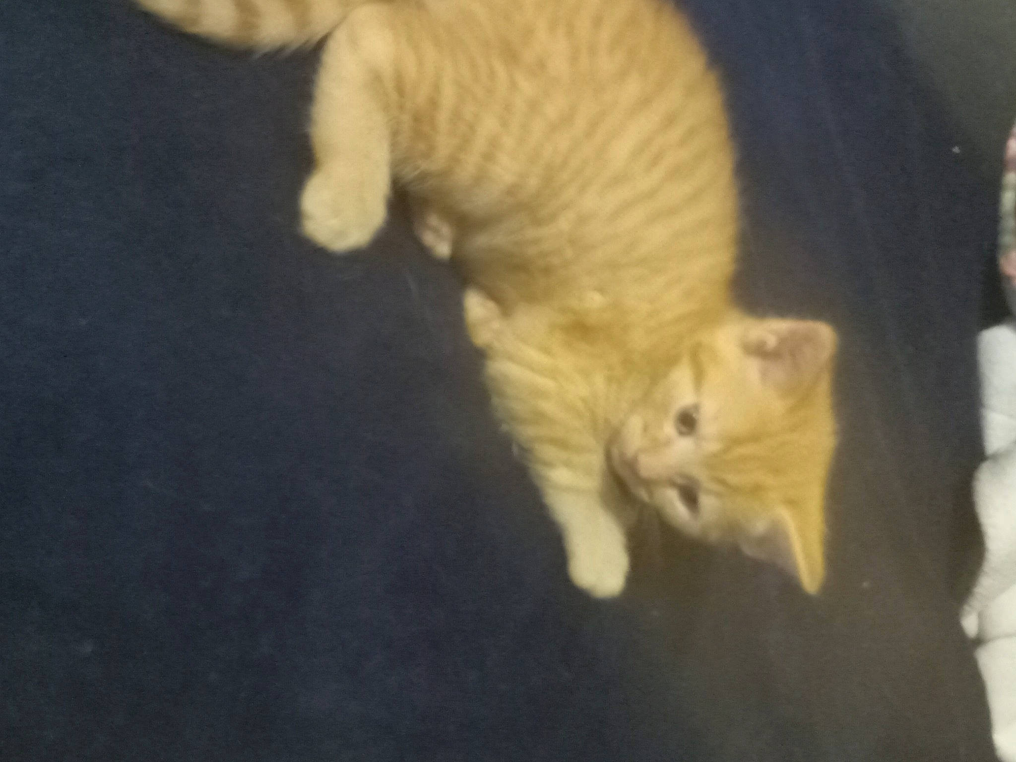 Simba joined the competition — help win amazing prizes! carnivore, cat, claw, comfort, domestic_short_haired_cat, fawn, felidae, fur, small_to_medium_sized_cats, snout, tail, terrestrial_animal, whiskers