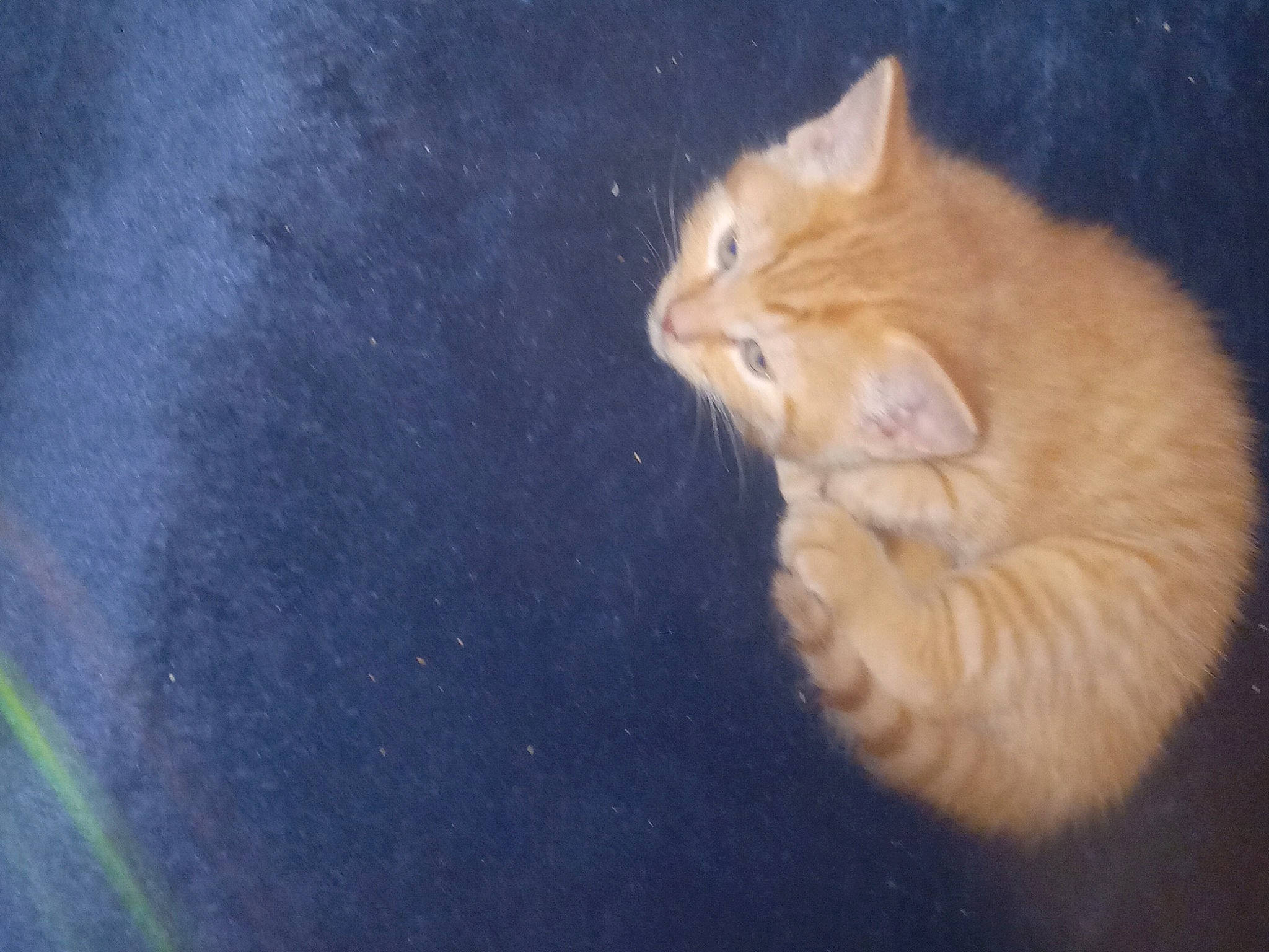 Simba joined the competition — help win amazing prizes! carnivore, cat, claw, darkness, domestic_short_haired_cat, electric_blue, eye, fawn, felidae, fur, gesture, night, paw, sand, small_to_medium_sized_cats, snout, tail, whiskers, wood