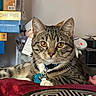 animal, blanket, boxes, cat, close_up, collar, cushion, cute, domestic, feline, fur, golden_eyes, household_items, indoor, pet, relaxed, resting, striped, tabby, whiskers
