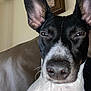 Brookie is registered to the contest to win money with this photo: dog, close_up, black_and_white, ears, pet, canine, indoor, couch, leather, portrait, animal, face, expression, whiskers, snout, fur, home, relaxed, sleepy, background