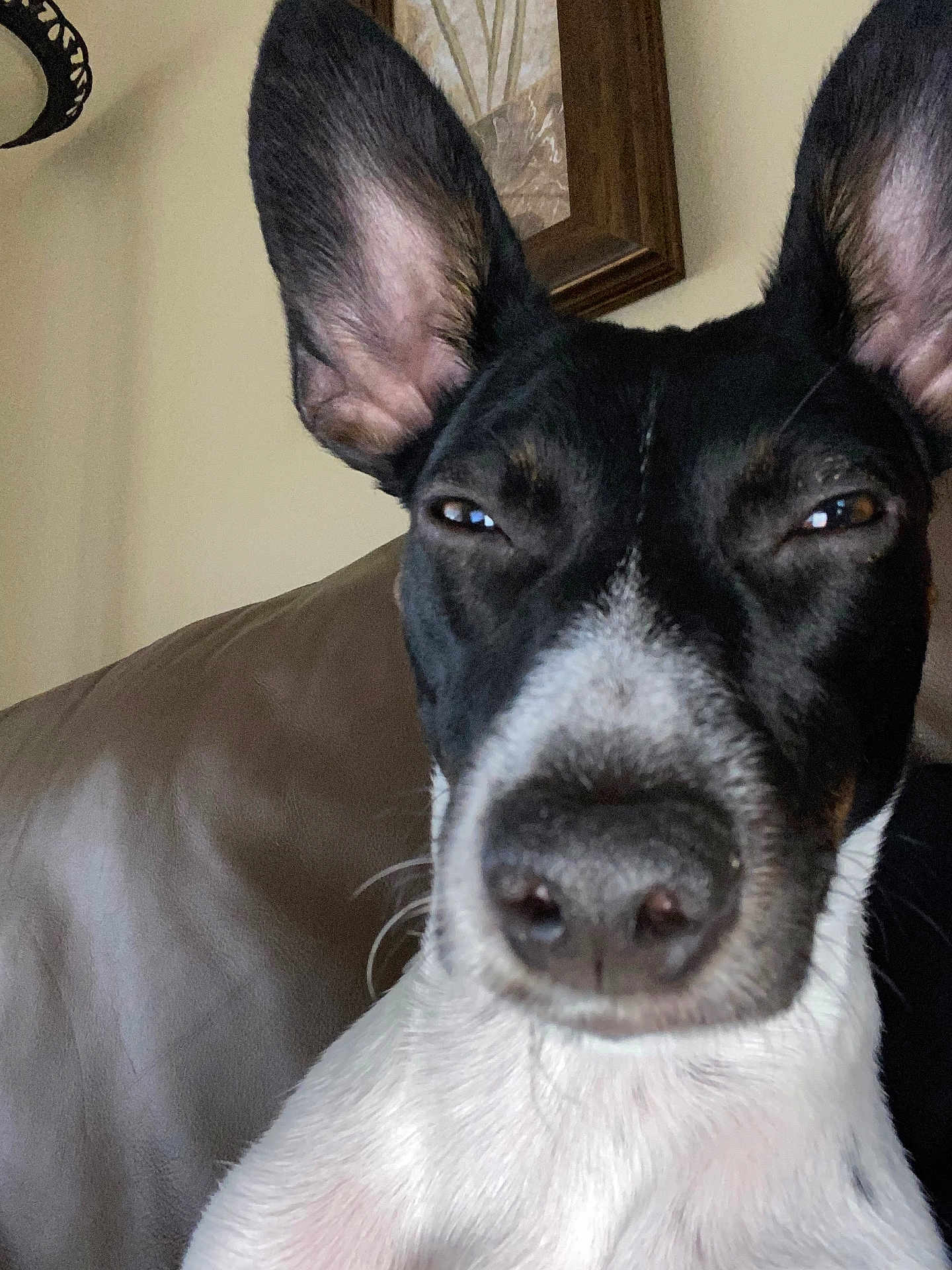 Brookie is registered to the contest to win money with this photo: dog, close_up, black_and_white, ears, pet, canine, indoor, couch, leather, portrait, animal, face, expression, whiskers, snout, fur, home, relaxed, sleepy, background
