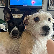 Brookie joined the competition — help win amazing prizes! dog, pets, indoor, living_room, couch, snuggling, close_up, animal, fur, ears, nose, eyes, companionship, domestic, cute, friendship, resting, cozy, home, relaxation
