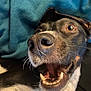 Brookie is registered to the contest to win money with this photo: dog, close_up, pet, animal, canine, teeth, mouth_open, brown_eyes, black_and_white_fur, whiskers, blanket, indoor, fur, snout, happy, playful, domestic_animal, cute, expression, lying_down