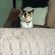 Butternut is registered to the contest to win money with this photo: cat, calico_cat, pet, indoor, bed, blanket, pillow, headboard, feline, collar, pink_collar, resting, cozy, domestic_animal, fur, animal, cute, relaxed, soft_texture, home