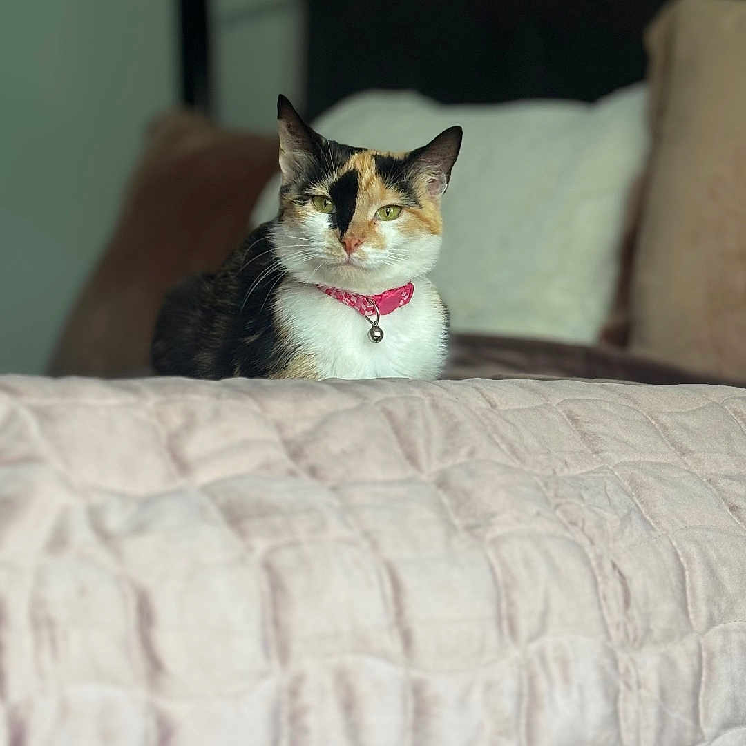 Butternut is registered to the contest to win money with this photo: cat, calico_cat, pet, indoor, bed, blanket, pillow, headboard, feline, collar, pink_collar, resting, cozy, domestic_animal, fur, animal, cute, relaxed, soft_texture, home