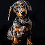adorable, black_background, canine, collar, curious, dachshund, dog, domestic_animal, eyes, fur, head_tilt, nose, paws, pet, portrait, short_legs, sitting, smooth_coat, studio, whiskers