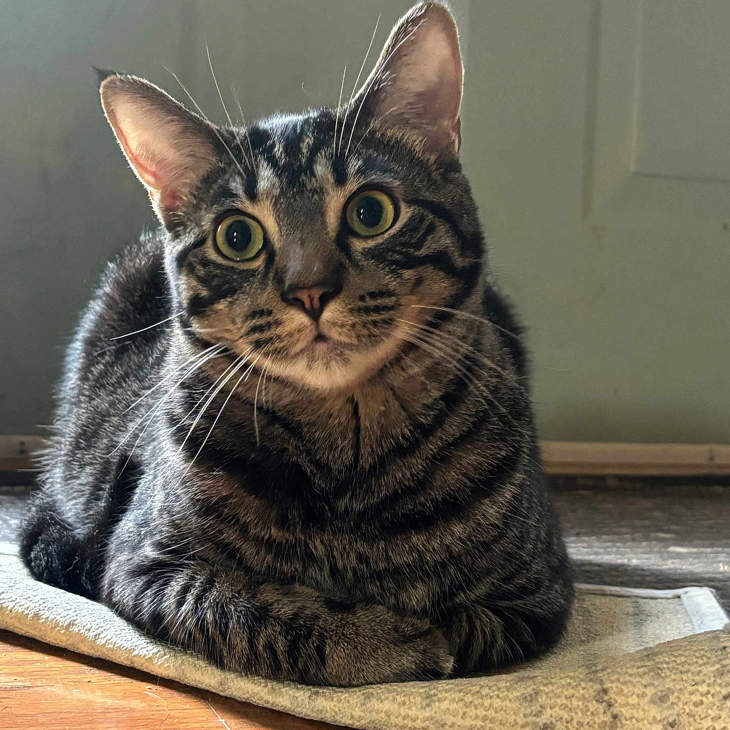 Oscar