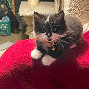 Leo is registered to the contest to win money with this photo: animal, bell, black_and_white, cat, cat_tree, collar, cozy, cute, domestic, feline, fur, fur_texture, indoor, kitten, paws, pet, red, resting, towel, whiskers