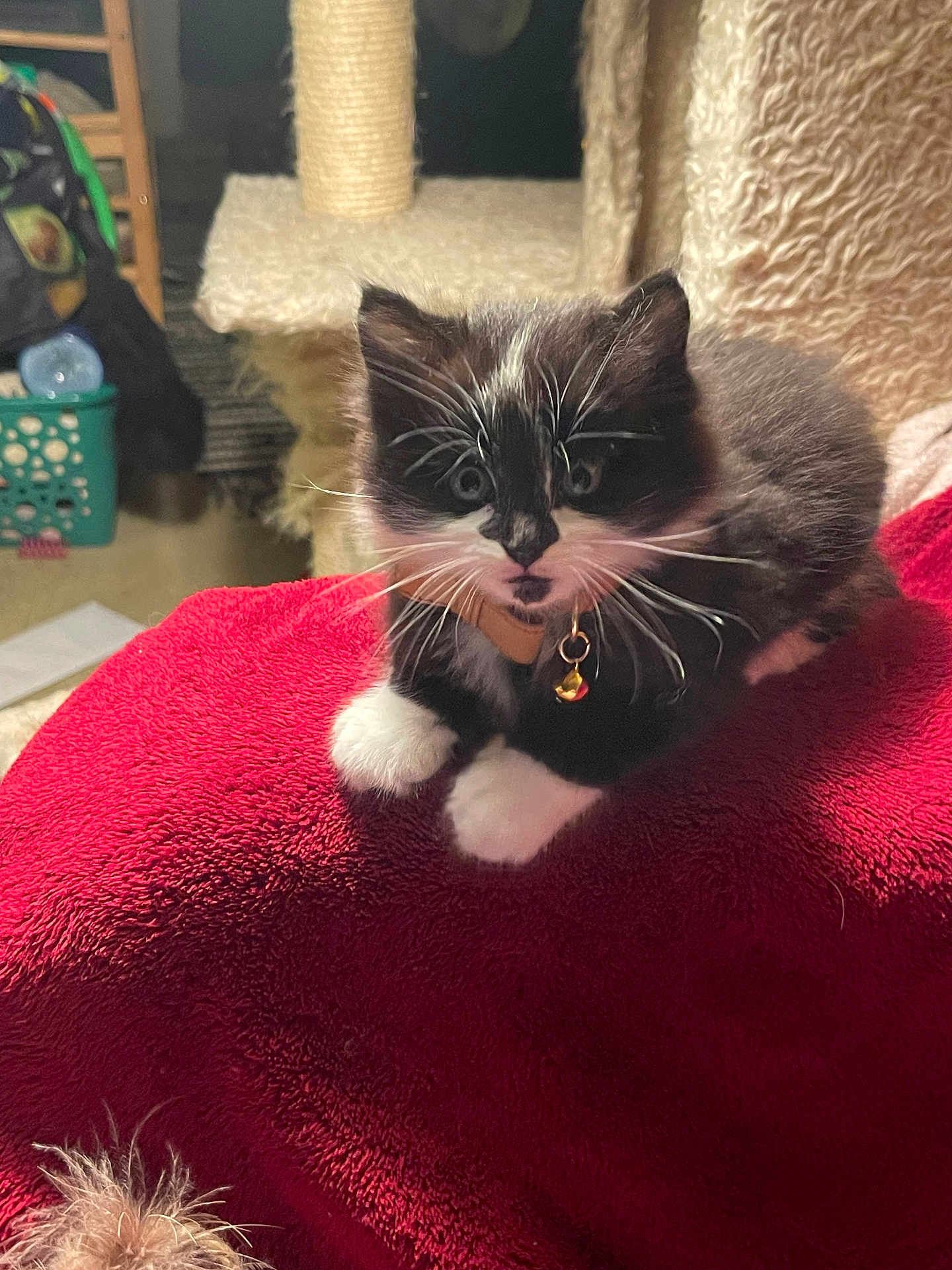 Leo