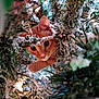 animal, cat, christmas_tree, closeup, curious, decorations, feline, festive, greenery, holiday, indoor, lights, nature, orange_cat, ornament, pet, pine_branches, playful, snow_effect, whiskers