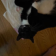 Felix is registered to the contest to win money with this photo: cat, black_and_white, lying_down, towel, wooden_floor, relaxed, home, pet, animal, whiskers, paw, fur, indoor, flooring, resting, cozy, comfort, domestic, bare_foot, pajamas