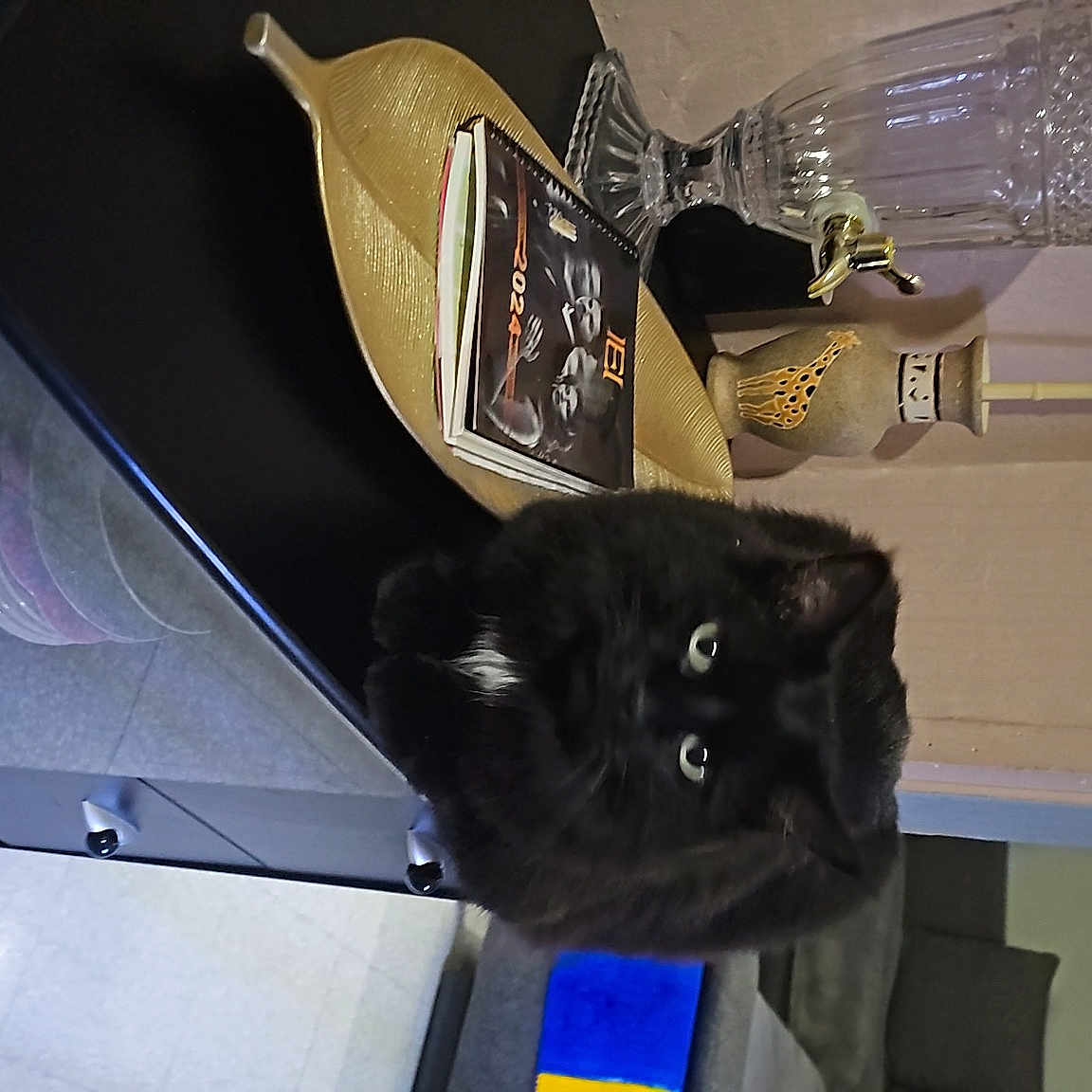 Sushy participe au concours pour gagner de l'argent avec cette photo : automotive_exterior, bag, black_cat, bombay, carnivore, cat, companion_dog, dog_breed, domestic_short_haired_cat, fashion_accessory, felidae, fur, metal, personal_protective_equipment, room, small_to_medium_sized_cats, tail, trunk, vehicle_door, whiskers