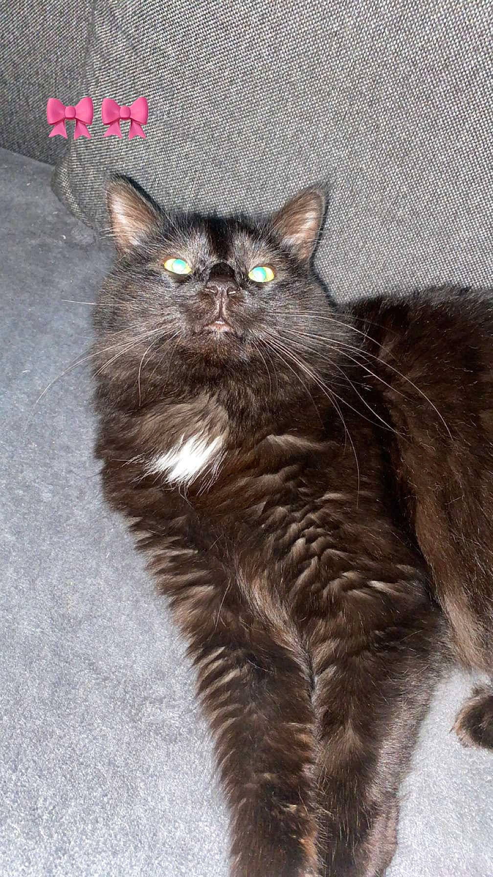 Sushy a rejoint le concours — aidez-le/la à gagner de superbes lots ! black_cat, bombay, carnivore, cat, claw, domestic_short_haired_cat, eye, felidae, fur, grey, iris, paw, sitting, small_to_medium_sized_cats, snout, tail, terrestrial_animal, whiskers