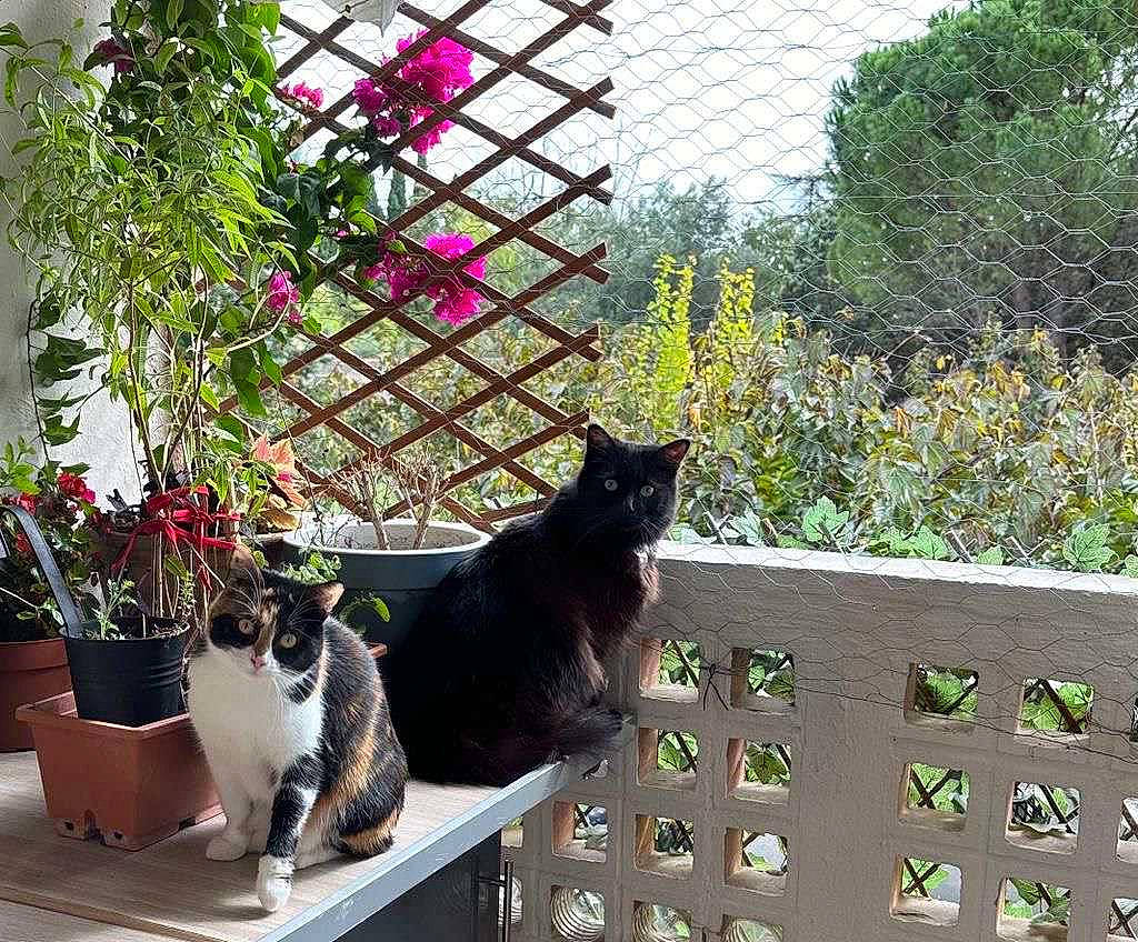 Sushy a rejoint le concours — aidez-le/la à gagner de superbes lots ! carnivore, cat, felidae, fixture, flower, flowerpot, garden, grass, houseplant, leaf, line, plant, shrub, sky, small_to_medium_sized_cats, tail, tints_and_shades, tree, whiskers, window