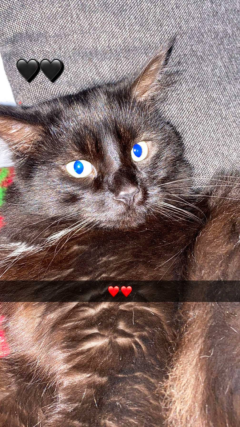 Sushy a rejoint le concours — aidez-le/la à gagner de superbes lots ! art, black_cat, carnivore, cat, domestic_short_haired_cat, electric_blue, eye, fawn, felidae, fur, iris, organism, photo_caption, small_to_medium_sized_cats, snout, tail, terrestrial_animal, whiskers, wildlife, working_animal