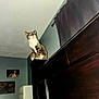 cat, tabby, indoor, furniture, headboard, curious, looking_up, wall, photograph, family_photo, dark_wood, window_curtain, room, pet, animal, domestic, house, feline, light_reflection, ceiling