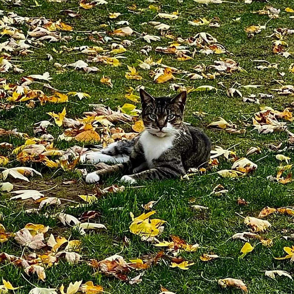 Luna is registered to the contest to win money with this photo: animal, autumn, cat, daylight, ears, fall, fur, grass, greenery, laying_down, leaf_litter, leaves, mammal, nature, outdoor, pet, relaxing, serene, tabby_cat, whiskers