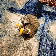 Luna joined the competition — help win amazing prizes! cat, tabby, toy, rug, patterned_rug, leopard_print, blanket, indoor, playful, pet, animal, cozy, floor, claws, paws, fur, striped, resting, cute, domestic