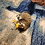 cat, tabby, toy, rug, patterned_rug, leopard_print, blanket, indoor, playful, pet, animal, cozy, floor, claws, paws, fur, striped, resting, cute, domestic