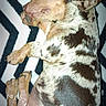 dog, puppy, sleeping, curled_up, spotted, brown_and_white, pet, animal, portrait, close_up, blanket, bed, indoors, resting, peaceful, cute, floppy_ears, paws, fur, relaxed