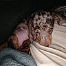 dog, puppy, sleeping, spotted, curled_up, small_dog, brown, gray, blanket, bed, cozy, indoors, resting, nap, pet, canine, floppy_ears, snuggling, closeup, low_light