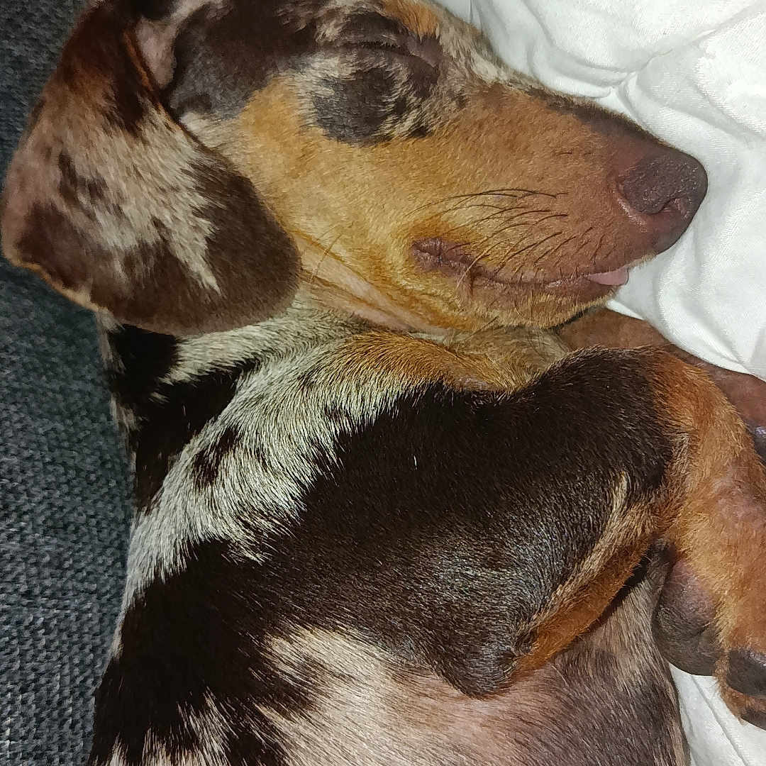 Bandit