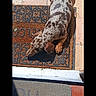 Bandit participe au concours pour gagner de l'argent avec cette photo : dog, dachshund, spotted_dog, short_haired, pet, animal, lying_down, outdoor, sunlight, doormat, doorway, patio, tiles, terracotta, brown, white, black, long_body, small_dog, relaxed