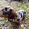 Bandit a rejoint le concours — aidez-le/la à gagner de superbes lots ! puppy, dog, pet, animal, brown_and_white, spotted, floppy_ears, close_up, outdoor, backyard, grass, weeds, leaves, gravel, stones, ground, lying_down, standing, collar, cute