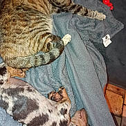 Bandit a rejoint le concours — aidez-le/la à gagner de superbes lots ! cat, dog, tabby_cat, spotted_dog, pets, animals, sleeping, lying_down, blanket, blue_blanket, bed, indoor, cozy, relaxed, pet_toy, red_toy, fur, striped_fur, spotted_fur, cuddling