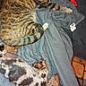 cat, dog, tabby_cat, spotted_dog, pets, animals, sleeping, lying_down, blanket, blue_blanket, bed, indoor, cozy, relaxed, pet_toy, red_toy, fur, striped_fur, spotted_fur, cuddling