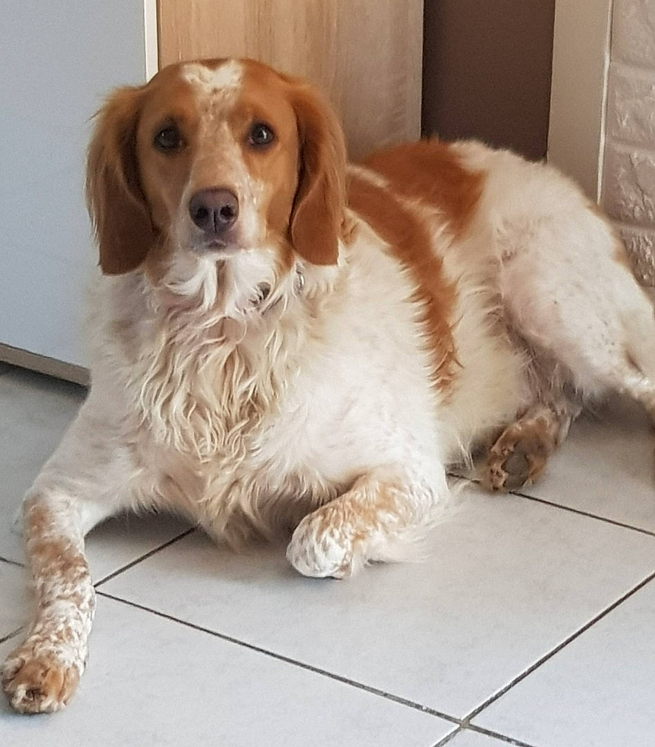 Lisy a rejoint le concours — aidez-le/la à gagner de superbes lots ! brittany, canidae, carnivore, companion_dog, dog, dog_breed, fawn, hunting_dog, irish_red_and_white_setter, mammal, rare_breed_dog, spaniel, sporting_group, vertebrate, welsh_springer_spaniel