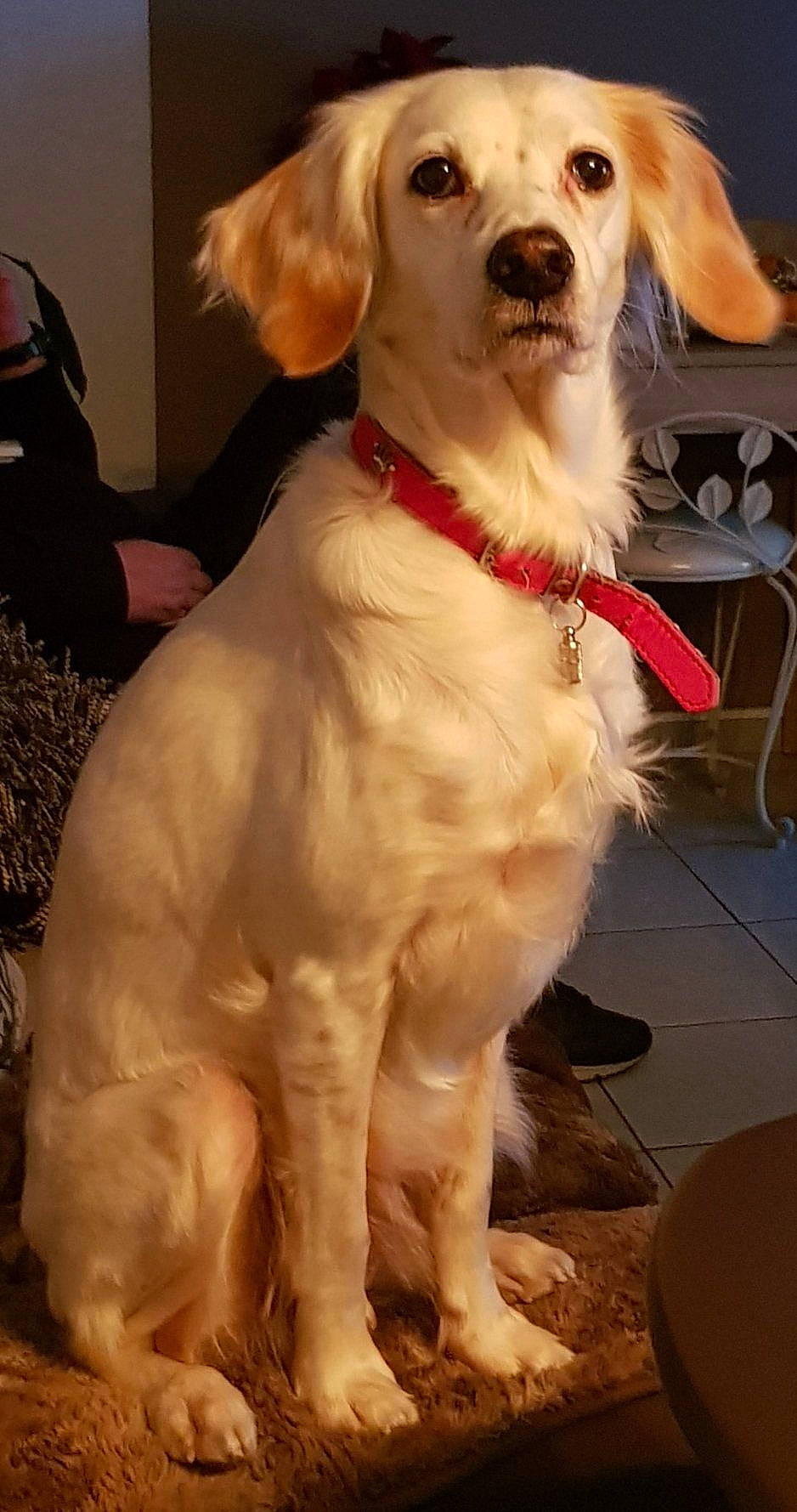 Daisy participe au concours pour gagner de l'argent avec cette photo : canidae, carnivore, companion_dog, dog, dog_breed, fawn, fur, golden_retriever, mammal, puppy, rare_breed_dog, retriever, small_greek_domestic_dog, sporting_group, vertebrate