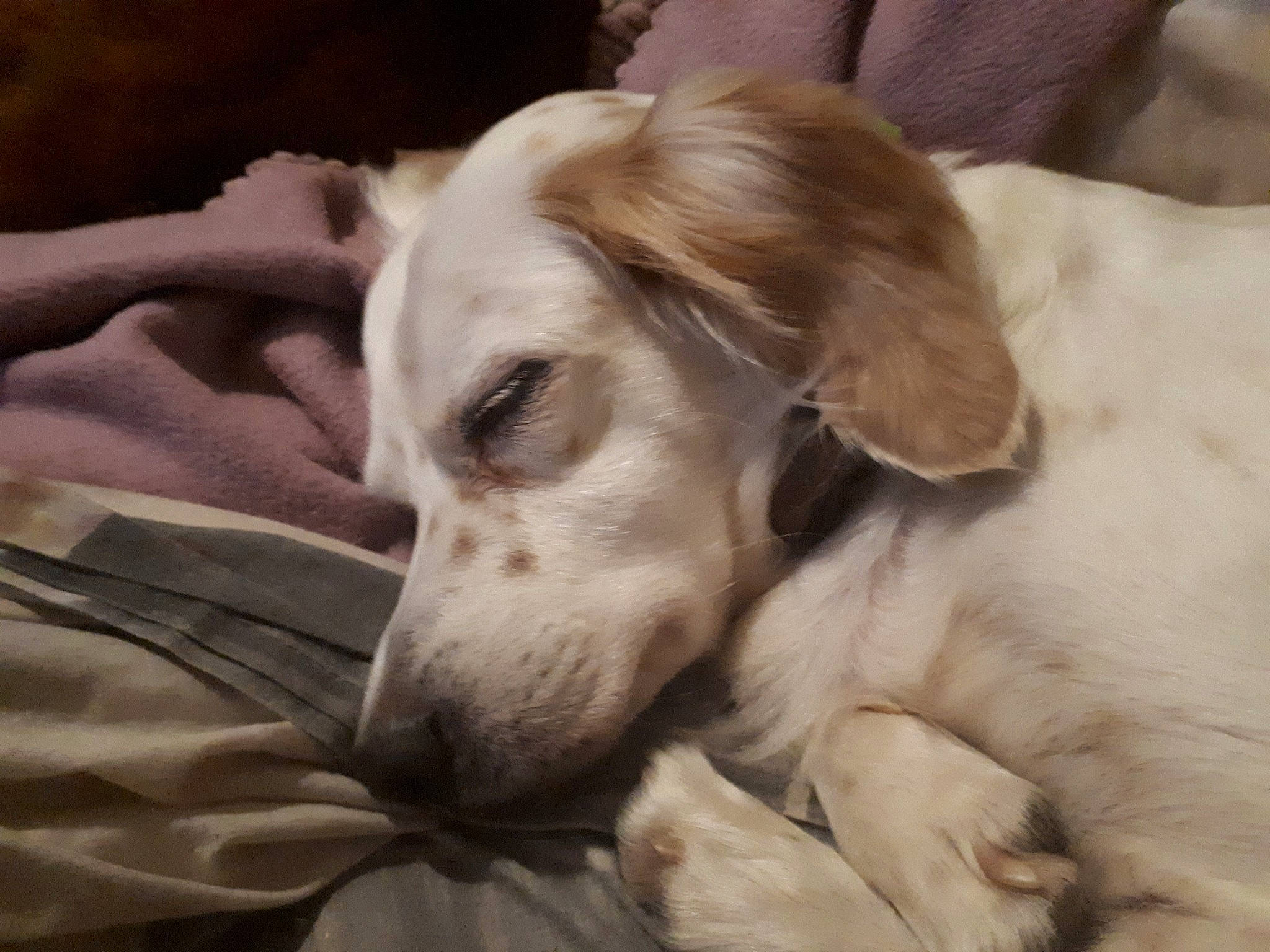 Daisy a rejoint le concours — aidez-le/la à gagner de superbes lots ! borzoi, canidae, carnivore, companion_dog, dog, dog_breed, ear, galgo_espanol, greyhound, hunting_dog, lurcher, mammal, mudhol_hound, saluki, silken_windhound, sloughi, snout, sporting_group, vertebrate