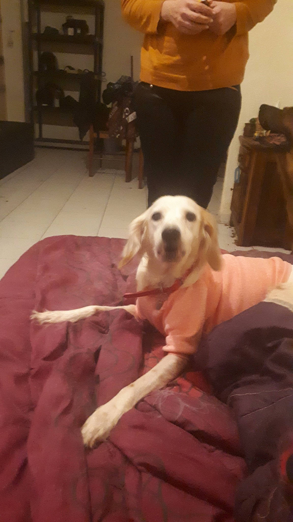 Daisy a rejoint le concours — aidez-le/la à gagner de superbes lots ! canidae, carnivore, companion_dog, dog, dog_breed, fawn, labrador_retriever, leg, mammal, retriever, snout, sporting_group, tail