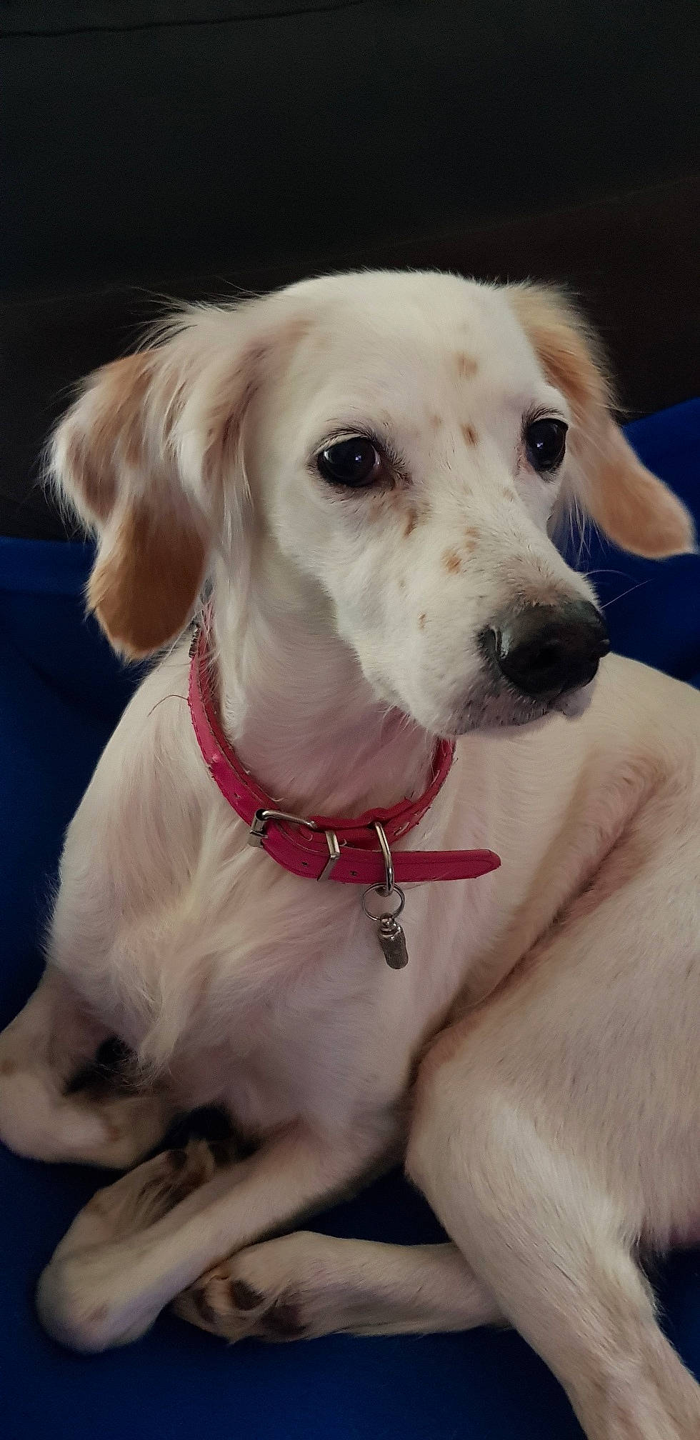 Daisy a rejoint le concours — aidez-le/la à gagner de superbes lots ! beagador, canidae, carnivore, companion_dog, dog, dog_breed, dog_collar, ear, fawn, labrador_retriever, mammal, nose, puppy, puppy_love, rare_breed_dog, retriever, snout, sporting_group, vertebrate, whiskers