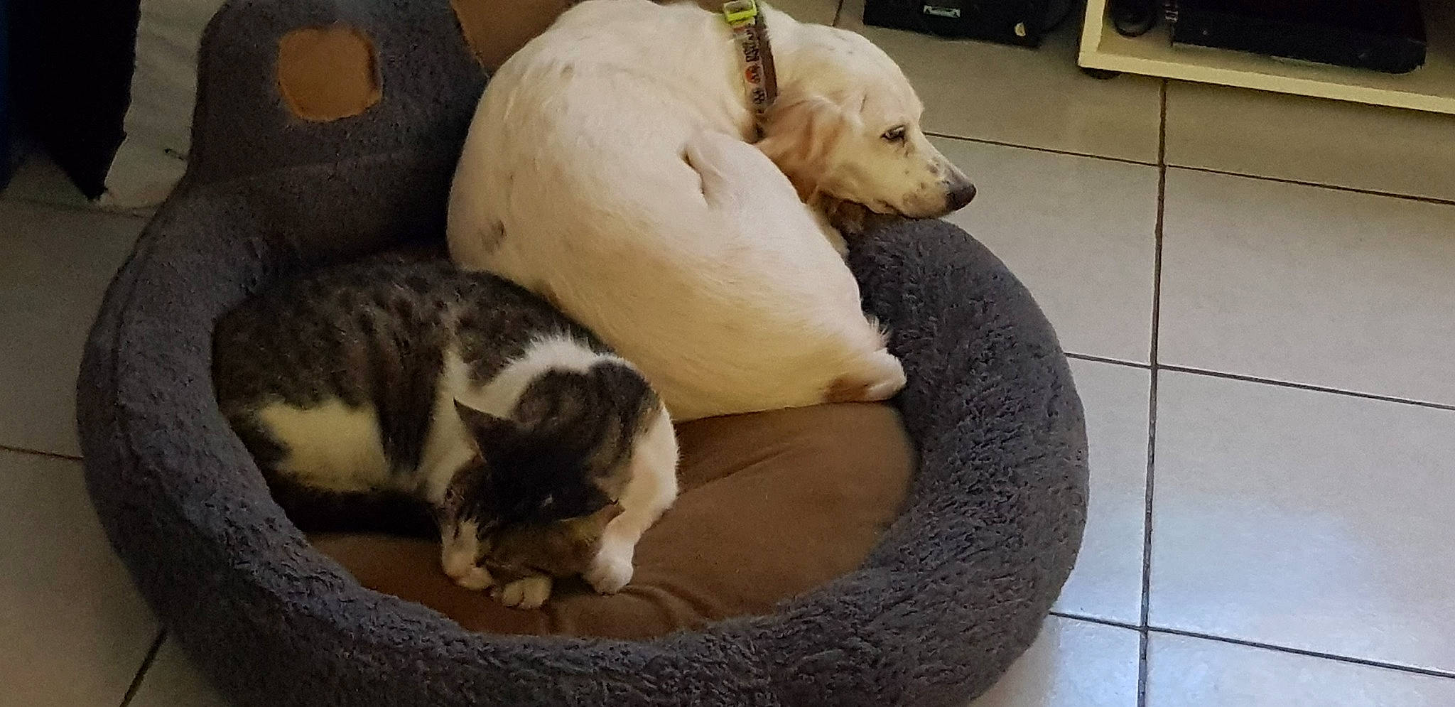 Daisy participe au concours pour gagner de l'argent avec cette photo : canidae, carnivore, cat, dog, dog_breed, felidae, kitten, mammal, puppy, small_to_medium_sized_cats, sporting_group, vertebrate