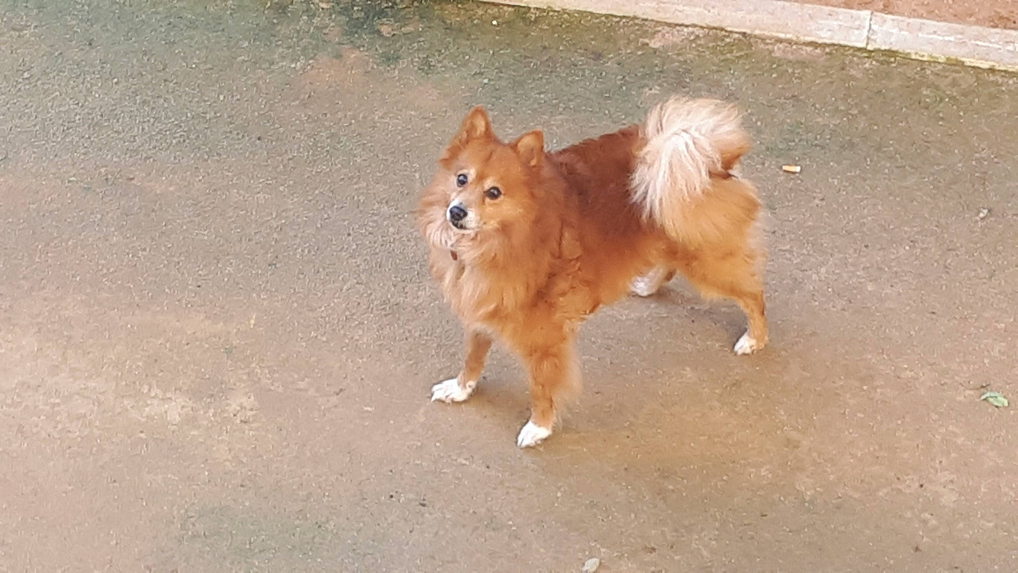 Maiky participe au concours pour gagner de l'argent avec cette photo : ancient_dog_breeds, canidae, carnivore, companion_dog, dog, dog_breed, elo, eurasier, fawn, finnish_spitz, german_spitz, german_spitz_klein, german_spitz_mittel, icelandic_sheepdog, mammal, pomeranian, spitz, sporting_group, vertebrate, volpino_italiano