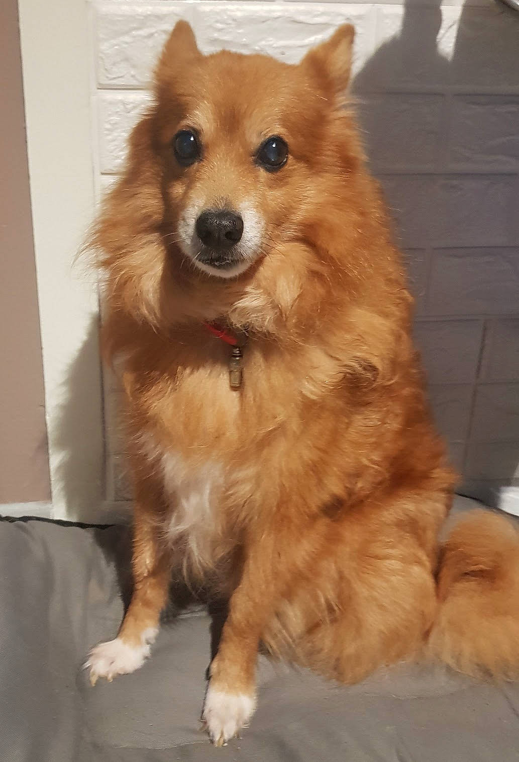 Maiky participe au concours pour gagner de l'argent avec cette photo : ancient_dog_breeds, canidae, carnivore, companion_dog, dog, dog_breed, elo, eurasier, finnish_spitz, german_spitz, german_spitz_klein, german_spitz_mittel, icelandic_sheepdog, indian_spitz, mammal, pomeranian, snout, spitz, vertebrate, volpino_italiano