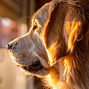 Aries a rejoint le concours — aidez-le/la à gagner de superbes lots ! dog, golden_retriever, pet, portrait, profile, side_view, fur, whiskers, muzzle, ear, sunlight, golden_hour, warm_light, bokeh, indoor, window, staring, close_up, companion, calm