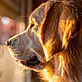 dog, golden_retriever, pet, portrait, profile, side_view, fur, whiskers, muzzle, ear, sunlight, golden_hour, warm_light, bokeh, indoor, window, staring, close_up, companion, calm